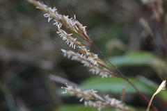 Spodiopogon rhizophorus